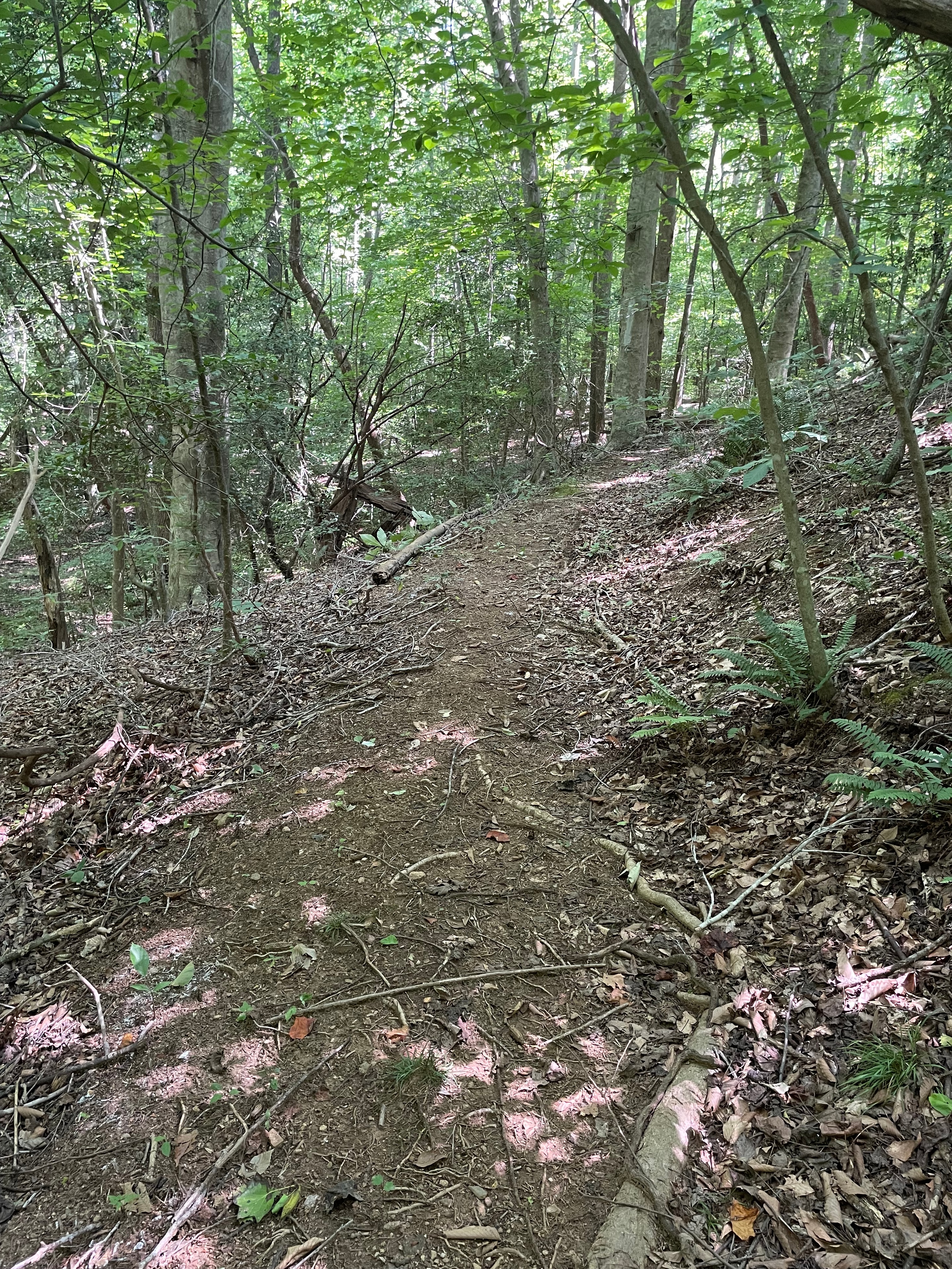 A wooded nature trail winding through the trees at Woodlands Pet Resort